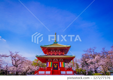 Beautiful temples and cherry blossoms at Mount Kodo 127277376