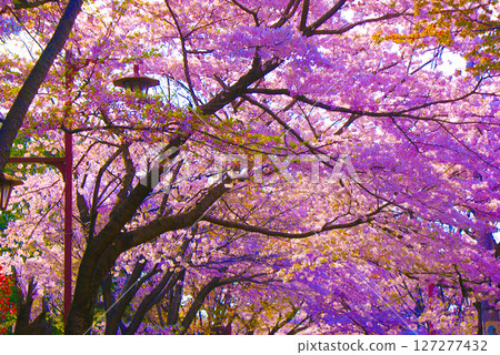Cherry blossom trees at Jindaiji Temple 127277432