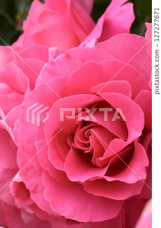 Beautiful pink roses in full bloom, shining with light Beautiful pink roses in full bloom, shining with light 127277671