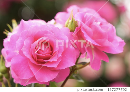 Beautiful pink roses in full bloom, shining with light Beautiful pink roses in full bloom, shining with light 127277792
