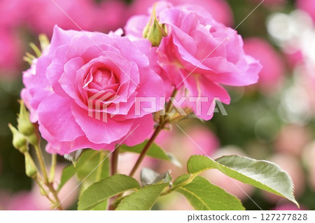 Beautiful pink roses in full bloom, light pouring, bokeh background Beautiful pink roses in full bloom, light pouring, bokeh background 127277828