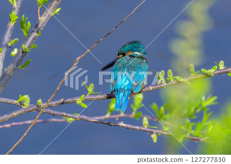 Kingfisher in early spring budding 127277830
