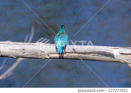 Kingfisher in early spring budding Kingfisher in early spring budding 127277831