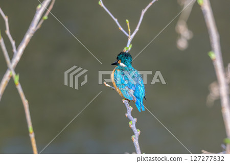 Kingfisher in early spring budding 127277832
