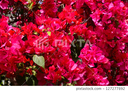 Bougainvillea Bougainvillea 127277892