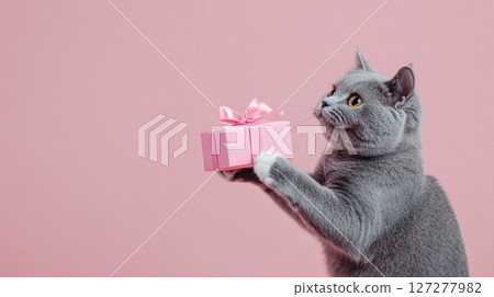 Gray cat holding pink gift box on pastel background, adorable pet and celebration concept 127277982