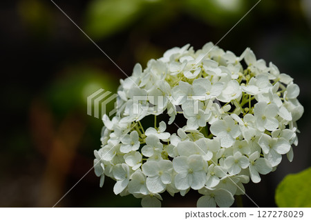 White hydrangea planted in the ground White hydrangea planted in the ground 127278029