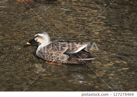 Cargamo swimming in the pond 127278469