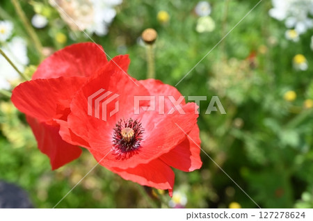 Flower of Petri dish Flower of Petri dish 127278624