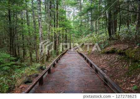 【乘鞍高原】木板路與新綠色【牛留池環路】 【乘鞍高原】木板路與新綠色【牛留池環路】 127278625