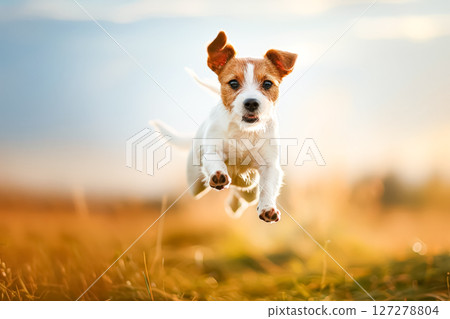 Dog is running in a field with the sun shining on it 127278804