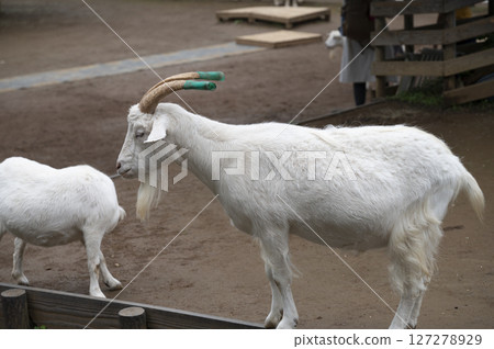Goats in Andersen Park 127278929