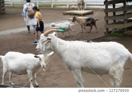 Goats in Andersen Park 127278930