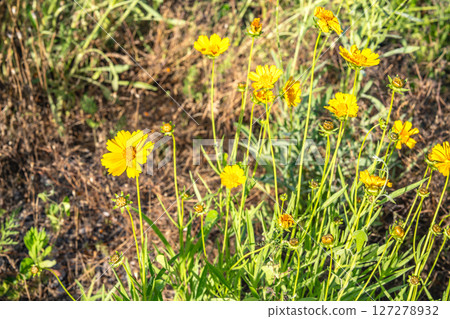 Columbine lilies blooming on Mount Kamejima 2 Kurashiki City, Okayama Prefecture 127278932