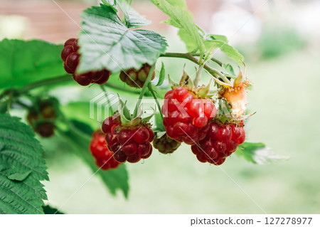 A bunch of red raspberries hanging from a tree A bunch of red raspberries hanging from a tree 127278977