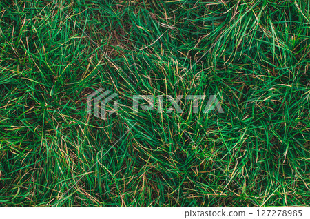 A close up of a green grassy field A close up of a green grassy field 127278985