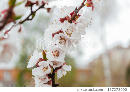 A branch of white flowers with brown tips 127278990