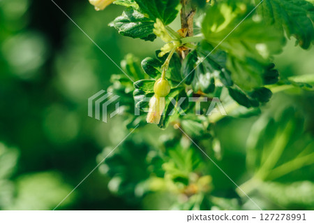 A leafy green plant with a small yellow flower on it 127278991