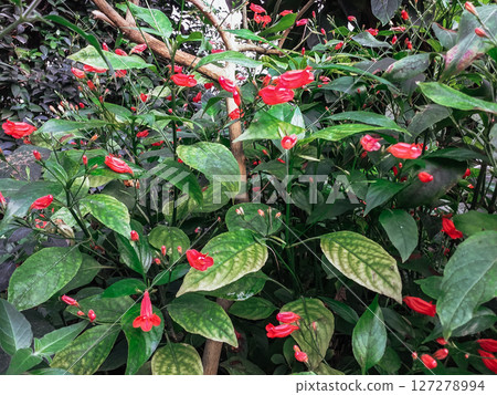 A bunch of red flowers with green leaves A bunch of red flowers with green leaves 127278994