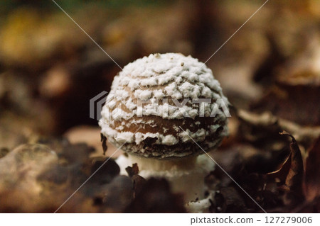 A mushroom with white spots on it is sitting on a pile of leaves A mushroom with white spots on it is sitting on a pile of leaves 127279006
