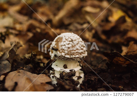 A mushroom is sitting on top of some leaves 127279007