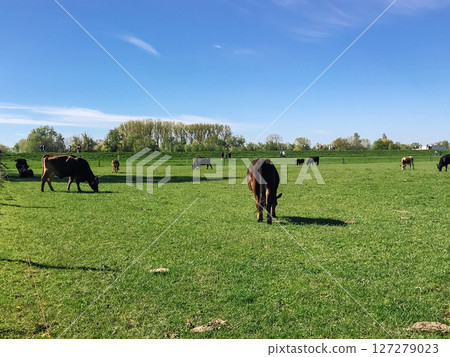 A herd of cows are grazing in a lush green field 127279023