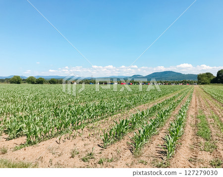 A field of corn is shown with a clear blue sky in the background A field of corn is shown with a clear blue sky in the background 127279030