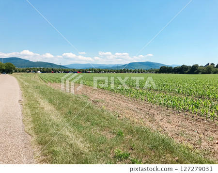 A road runs through a field of corn A road runs through a field of corn 127279031