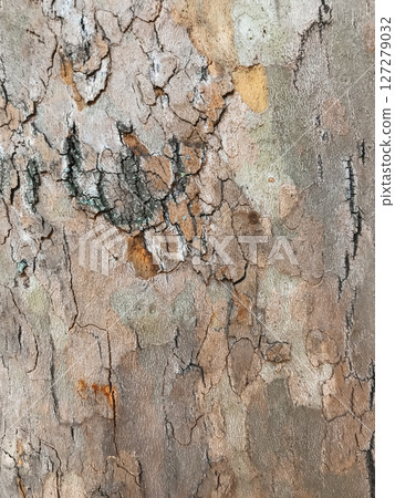 A tree trunk with a rough, weathered texture A tree trunk with a rough, weathered texture 127279032