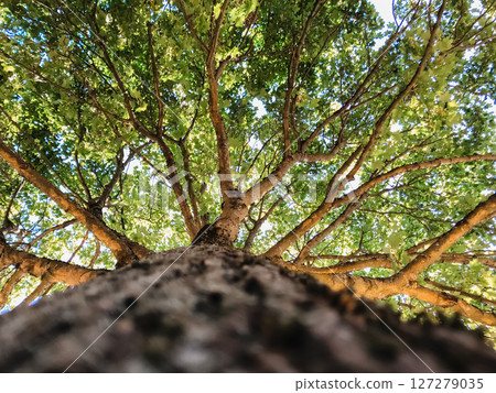 A tree with a trunk that is very thick and has a lot of leaves A tree with a trunk that is very thick and has a lot of leaves 127279035