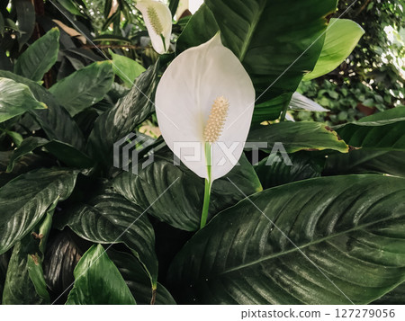 A white flower is in the middle of a green leafy plant 127279056