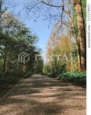 A road with trees on either side 127279057