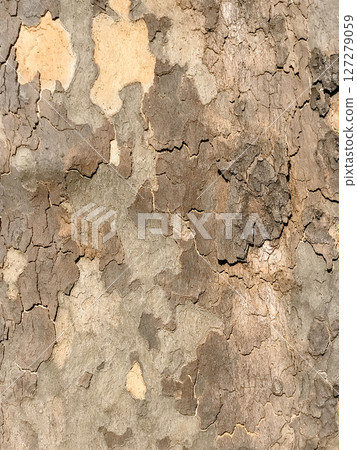 The bark of a tree is peeling off, revealing the wood underneath 127279059
