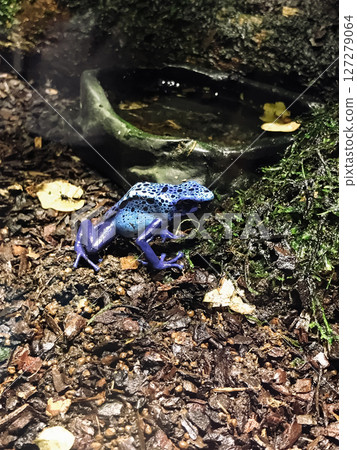 A frog is sitting on the ground in front of a small pond 127279064