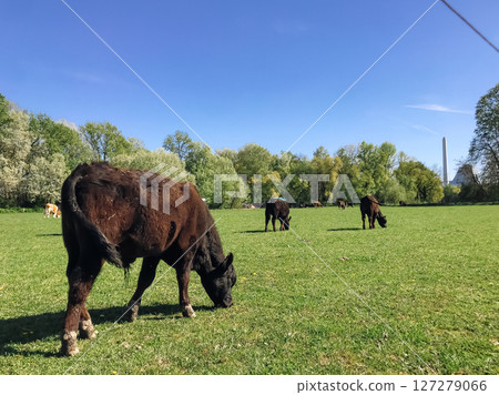 A herd of cows are grazing in a lush green field 127279066