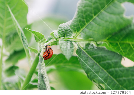 A red and black bug is on a leaf 127279164