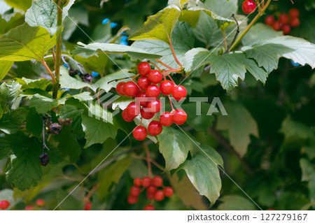 A cluster of red berries on a tree branch 127279167