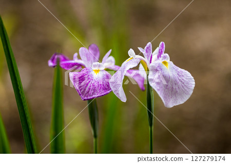 埼玉縣狹山市知古山公園菖蒲節 127279174