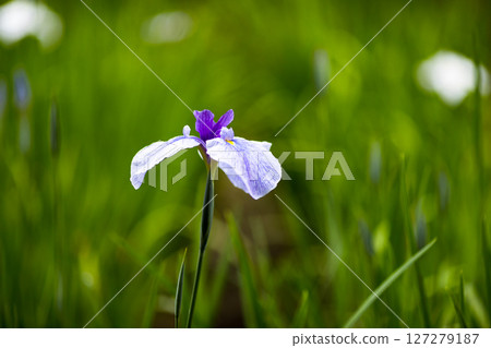 埼玉縣狹山市知古山公園菖蒲節 埼玉縣狹山市知古山公園菖蒲節 127279187