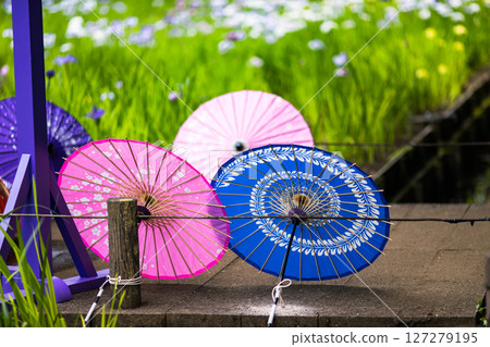 埼玉縣狹山市知古山公園菖蒲節 127279195