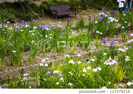 埼玉縣狹山市知古山公園菖蒲節 埼玉縣狹山市知古山公園菖蒲節 127279218
