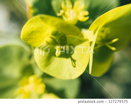 Close up of a yellow flower with a green stem Close up of a yellow flower with a green stem 127279375