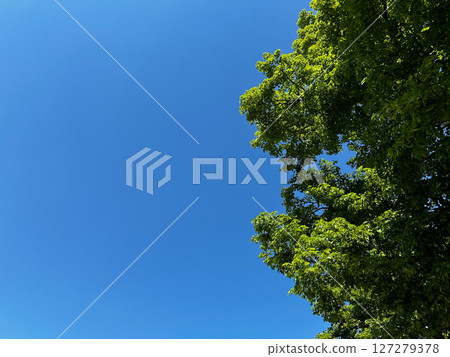 Tree with green leaves is in front of a blue sky 127279378