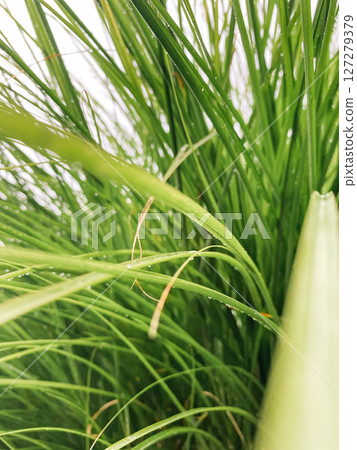 Close up of a bunch of green grass with some droplets of water on it 127279379