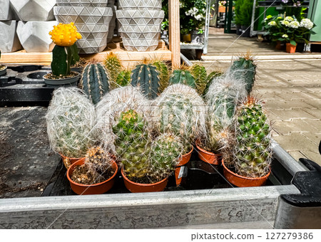 Row of cacti are displayed in a container 127279386