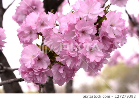 Satozakura red cherry blossoms 127279398