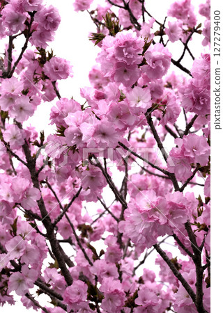 Satozakura red cherry blossoms 127279400