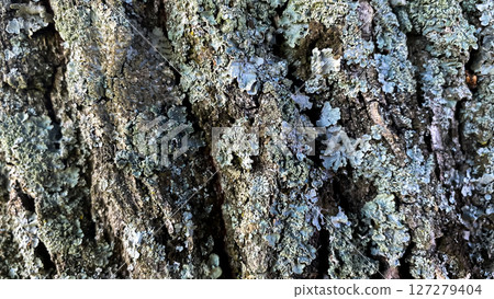 The bark of a tree is covered in moss and lichen 127279404