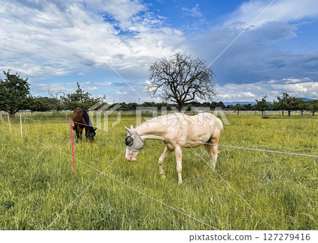 White horse is walking in a field with a brown horse behind it White horse is walking in a field with a brown horse behind it 127279416
