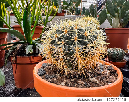 Cactus is in a pot with other plants 127279426
